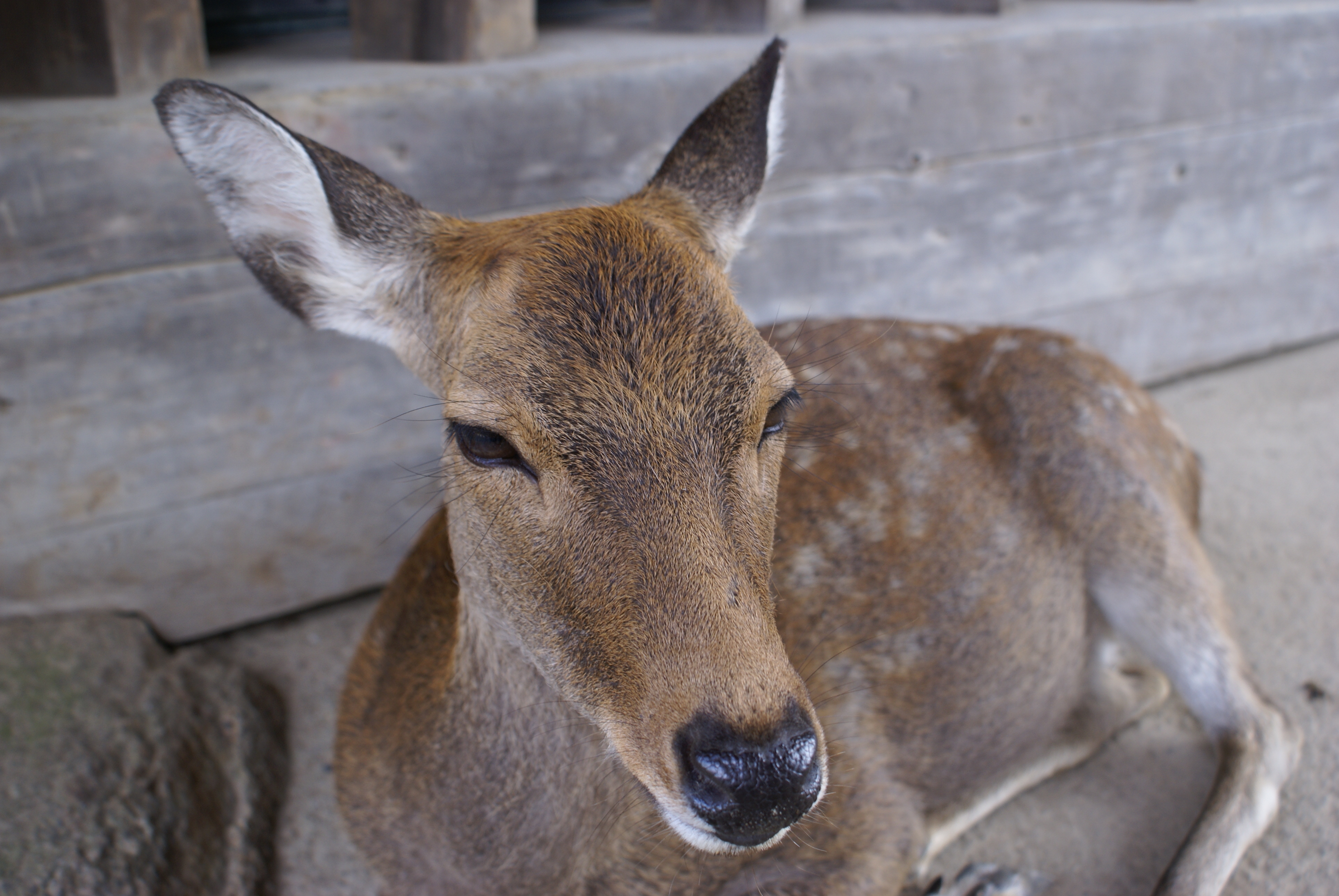 奈良の鹿